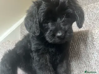 Labradoodle dogs F1 Labradoobles puppy’s ❤️💙 - Advert 2