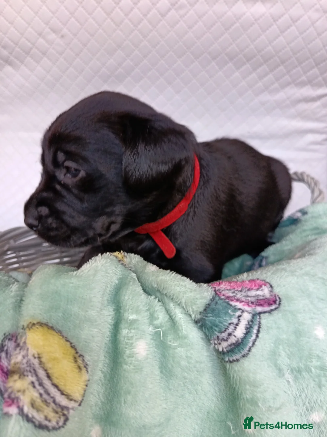 Labrador Retriever dogs for sale: KC reg yellow & black Labrador puppies socialised - Advert 8