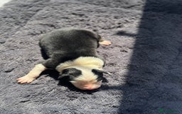 Australian Shepherd dogs for sale: KC registered Australian Shepard puppies - Image 19