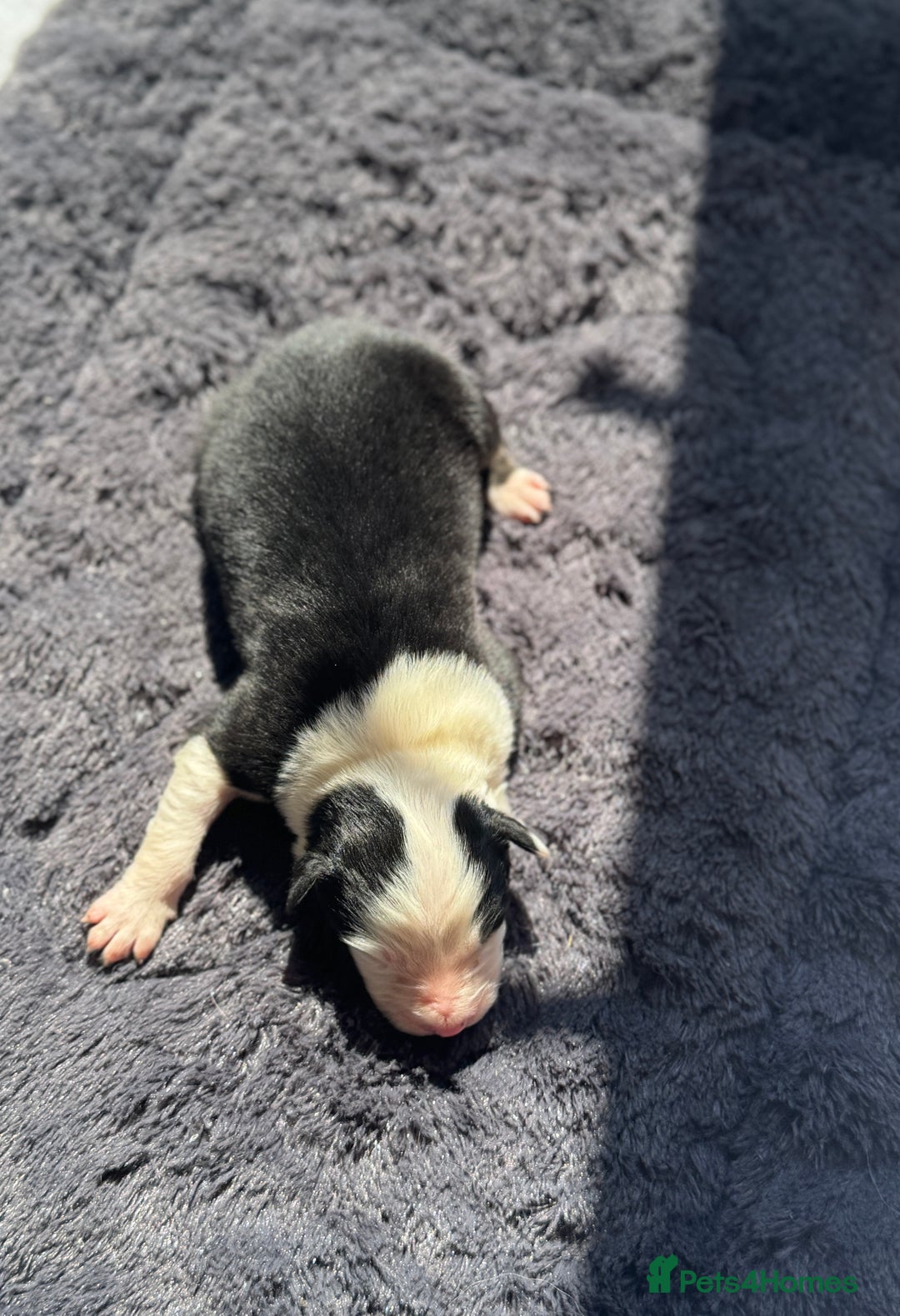 Australian Shepherd dogs for sale: KC registered Australian Shepard puppies - Image 19