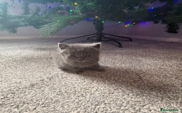 Mixed Breed cats Last of litter grey girl  - Advert 16