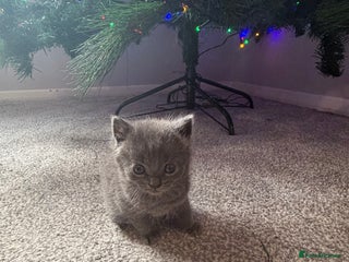 Mixed Breed cats Last of litter grey girl - Advert 5