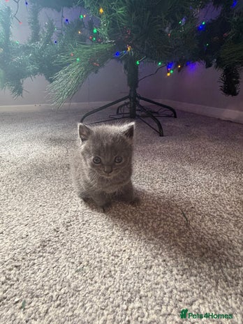 Mixed Breed cats Last of litter grey girl - Advert 16