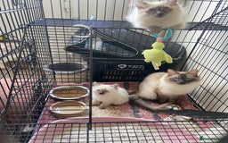 Ragdoll cats for sale: Pure ragdoll male kitten ready now - Image 4