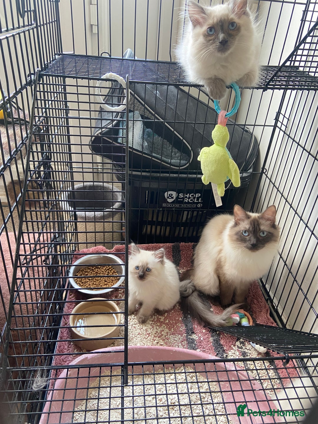 Ragdoll cats for sale: Pure ragdoll male kitten ready now - Image 4