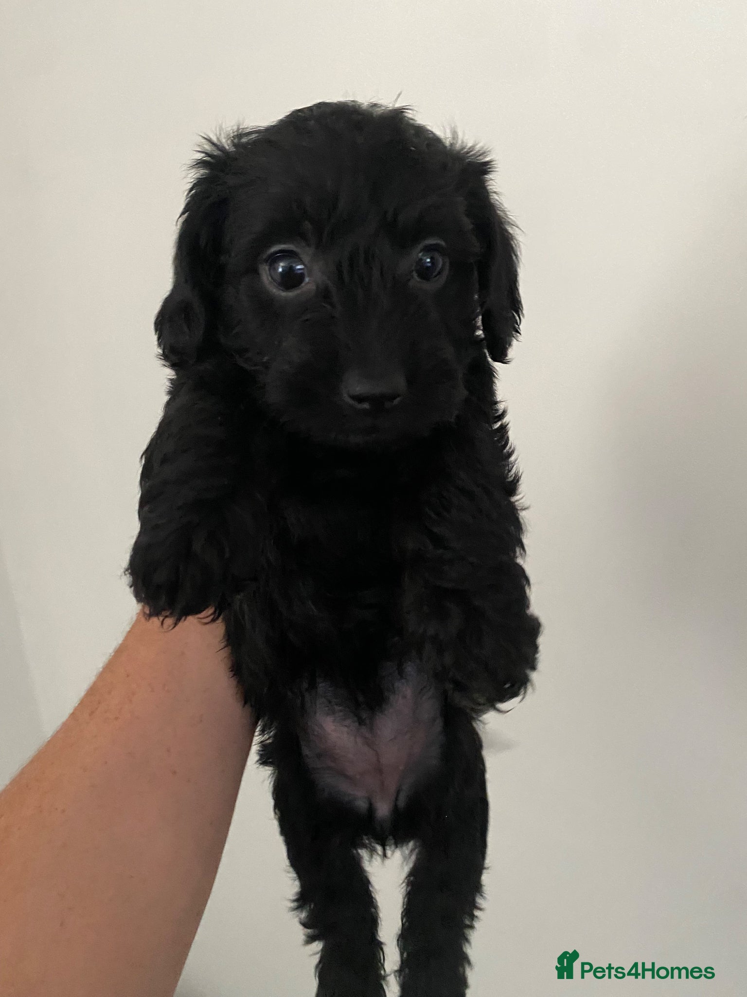 Doxiepoo dogs Doxipoo  - Advert 1