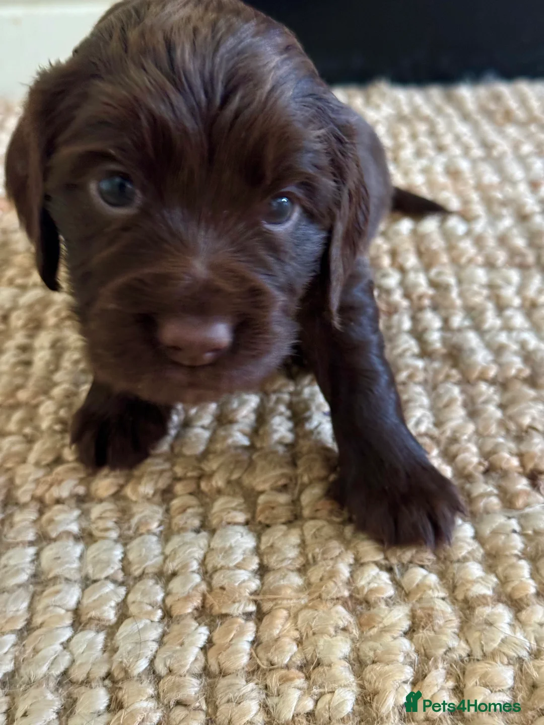 Cocker Spaniel dogs for sale: Chocolate brown Working Cocker spaniel puppies  - Advert 2