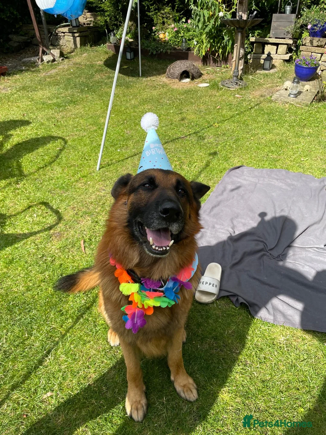 German Shepherd dogs for stud: German Shepherd Stud (Bear) - Advert 2