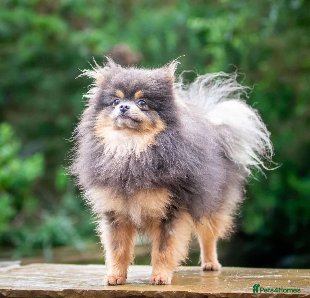 Pomeranian dogs for stud: Tiny Quality Blue Tan Stud Boy Kc in Pontefract - Advert 3