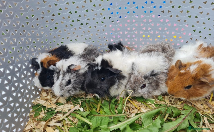 Guinea Pig rodents - Advert 14