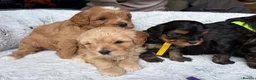 Cavapoo dogs for sale: Gorgeous Cavapoos-Ready for Loving Homes from May - Advert 16