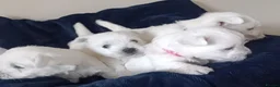 West Highland Terrier dogs for sale: RKC Westies quality puppies for sale  - Advert 4