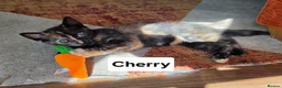 Mixed Breed cats for sale: 4 Beautiful kittens - Advert 17