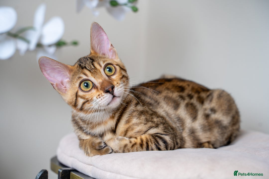 Bengal cats for sale: Stunning Bengal Girl- Top TICA pedigree- Ready NOW - Advert 24