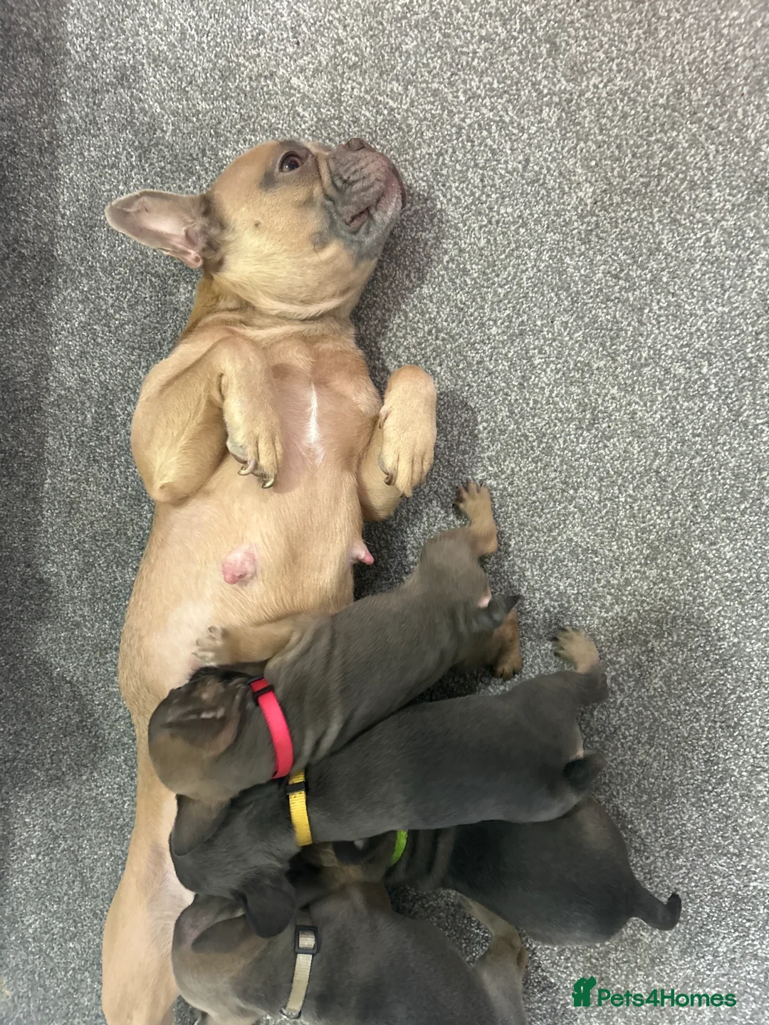 French Bulldog dogs for sale: FLUFFY PINK ISABELLA BLUE TAN KC REGISTERED  - Advert 24