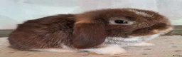 Mini Lop rabbits for sale: Various ages - Advert 11