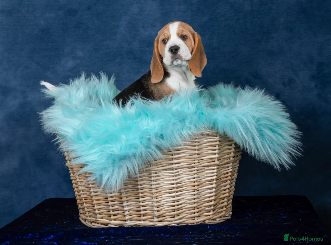 Beagle dogs for sale: CH Sired, Fully Health Tested, KC Reg, Beagle Pups - Advert 23