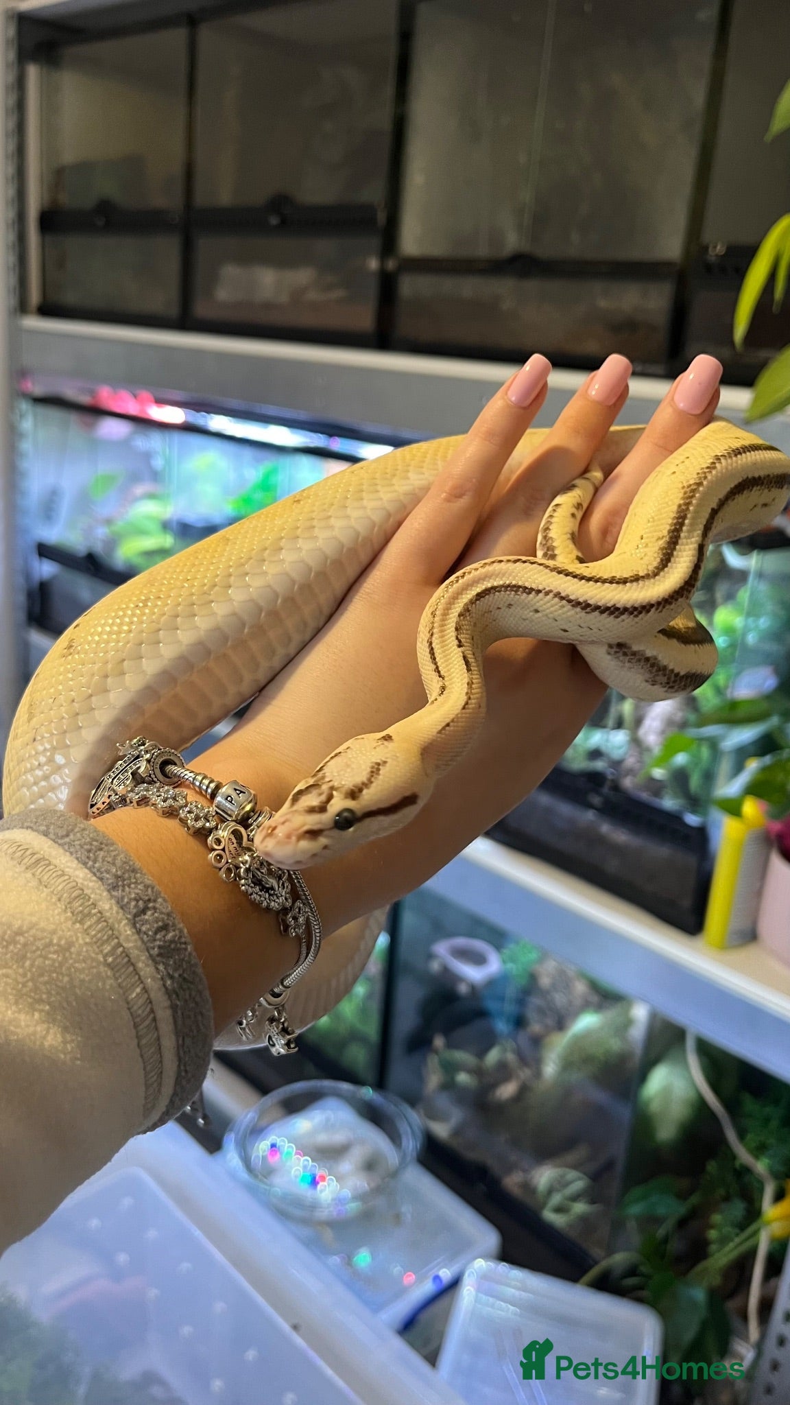 Mixed Breed reptiles Multiple reptiles for rehome - Advert 2
