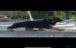 German Shepherd dogs for sale: German shepherd  - Image 2