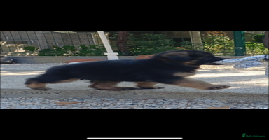 German Shepherd dogs - Advert 15