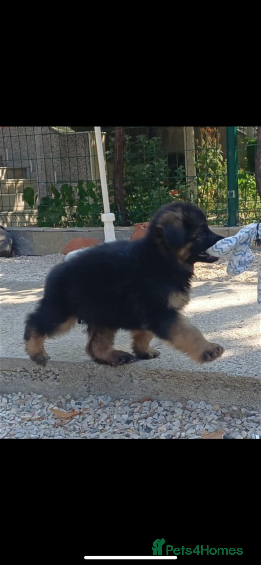 German Shepherd dogs for sale: German shepherd  - Image 2