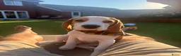 Beagle dogs for sale: Boy Lemon Pedegree Beagle - 5 months - Advert 4