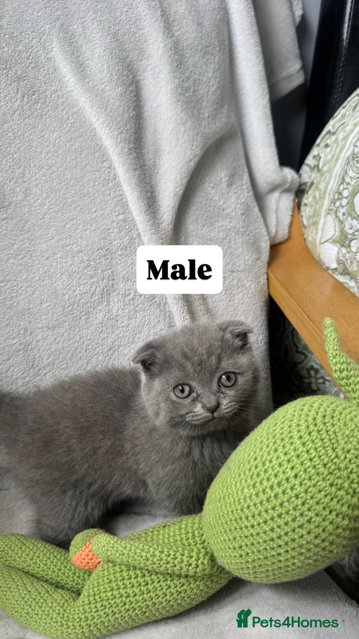 Grey Scottish shorthair kitten 2