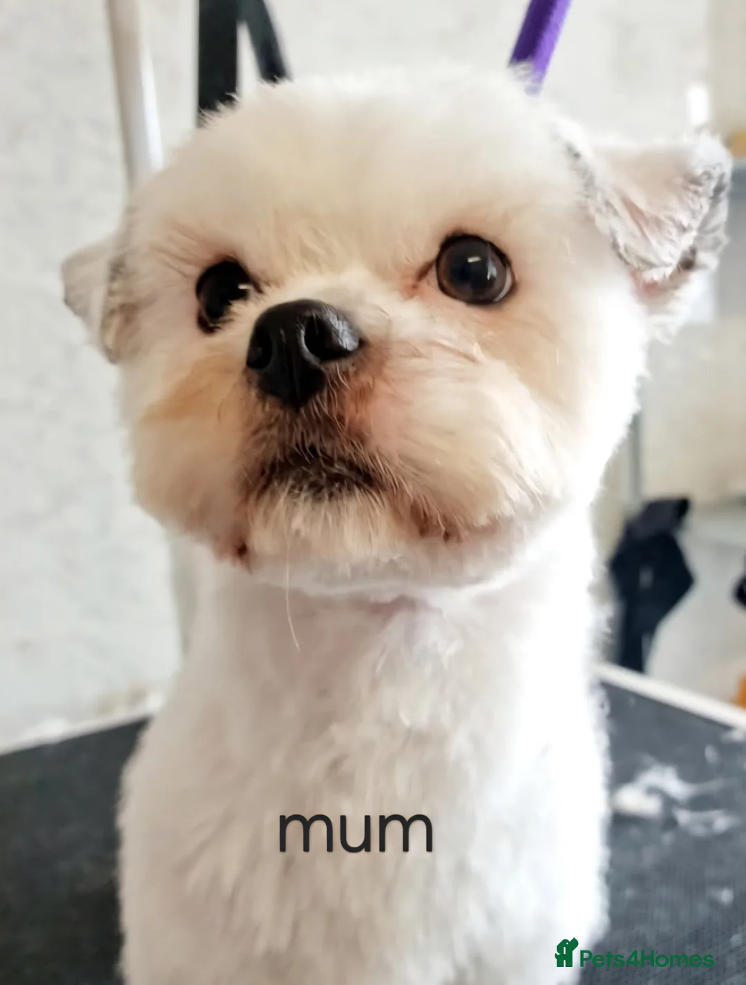 Shih Tzu dogs for sale: Tiny shihion puppys for sale - Advert 8