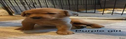 Labrador Retriever dogs for sale: KC registered stunning fox red Labrador puppies   in Llandrindod Wells - Advert 8