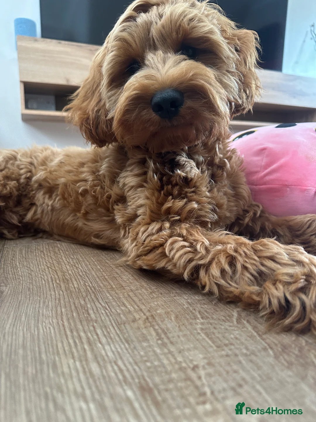 Cockapoo dogs for stud: STUD - DNA Tested Cockapoo (Poodle-Dominant) - Advert 31