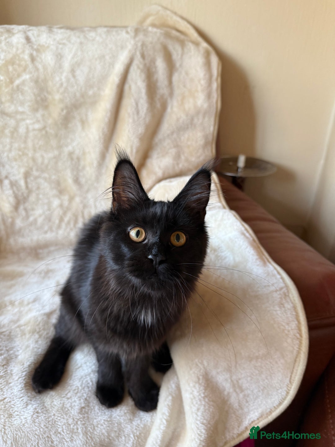 Maine Coon cats for sale: Pedigree GCCF Russian Import line Maine Coons - Advert 8