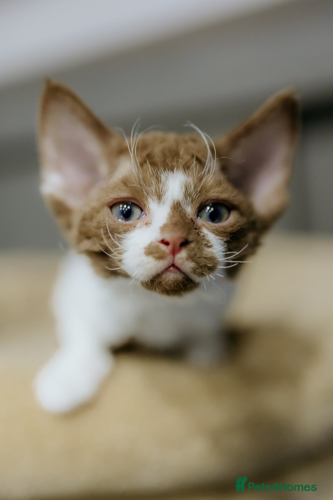 Devon Rex cats for sale: Adorable GCCF Registered DevonRex Kittens FOR SALE - Advert 21