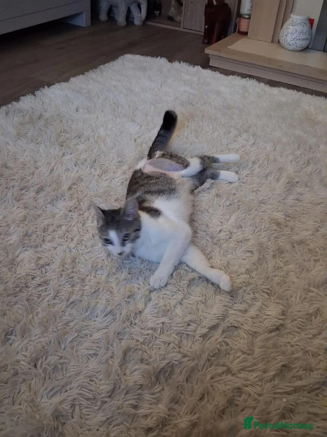 Mixed Breed cats for sale: Female kitten - Advert 1