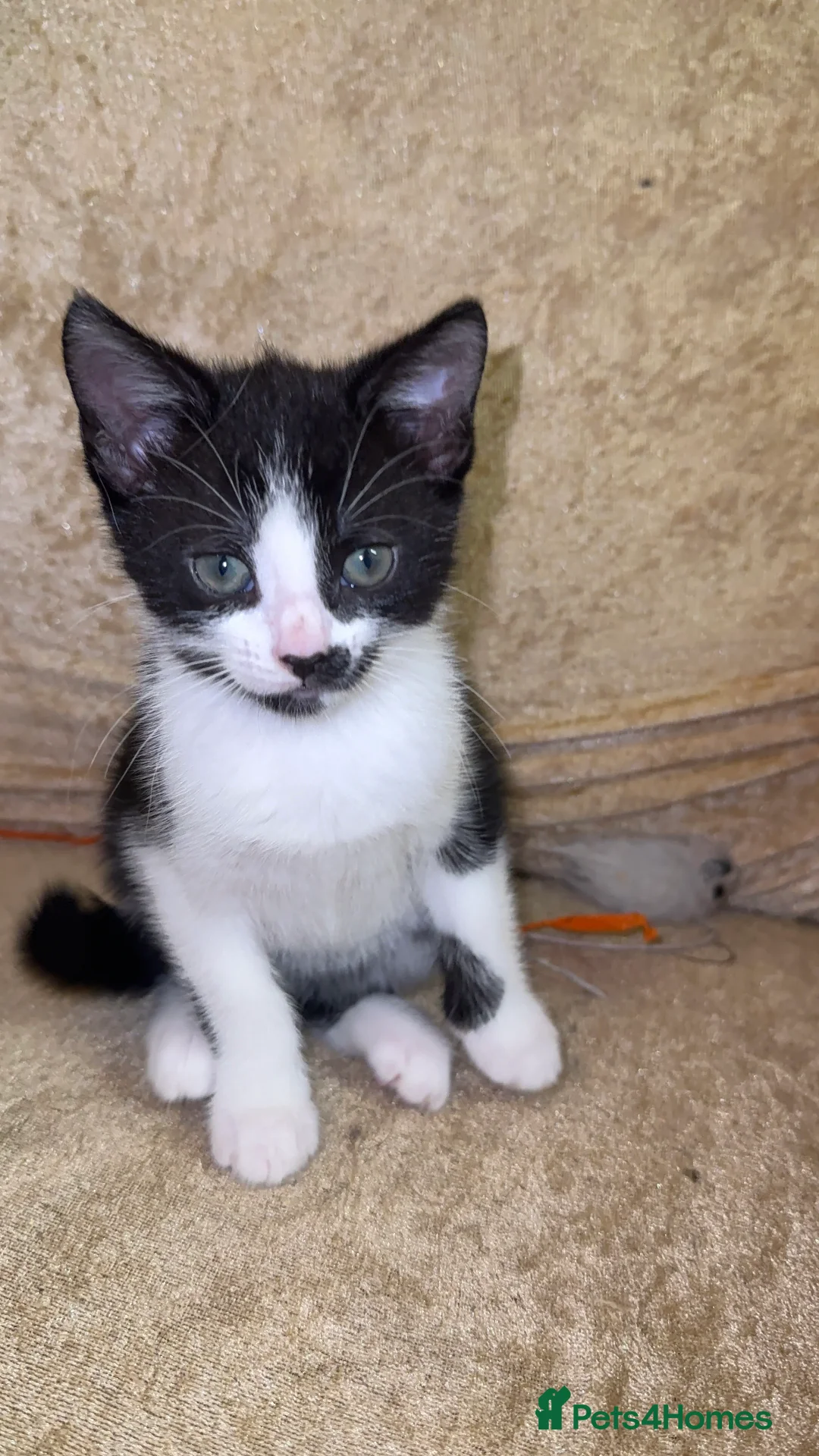 Mixed Breed cats for sale: 4 Beautiful Tuxedo Kittens (3 Long haired) <3 - Advert 18