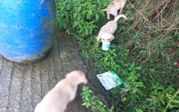 Labrador Retriever dogs for sale: 3 gorgeous yellow lab pups  - Image 7