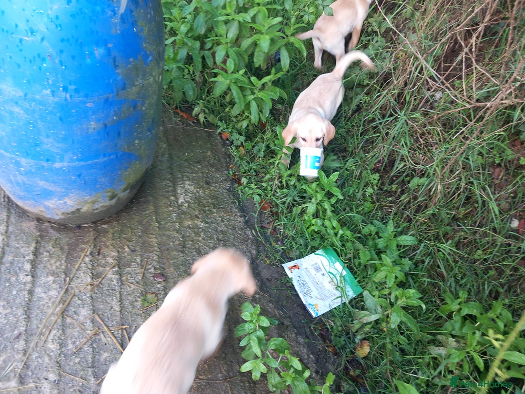 Labrador Retriever dogs for sale: 3 gorgeous yellow lab pups  - Image 7