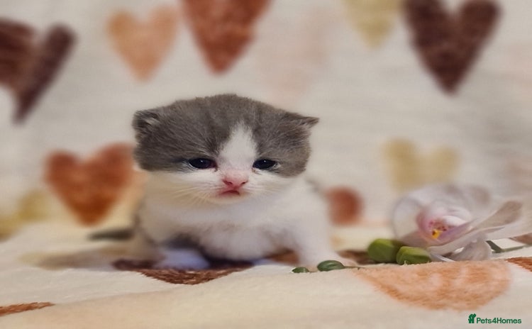 British Shorthair cats - Advert 2