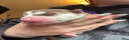 Siberian Husky dogs for sale: Beautiful Siberian husky puppies in Wigan - Advert 17