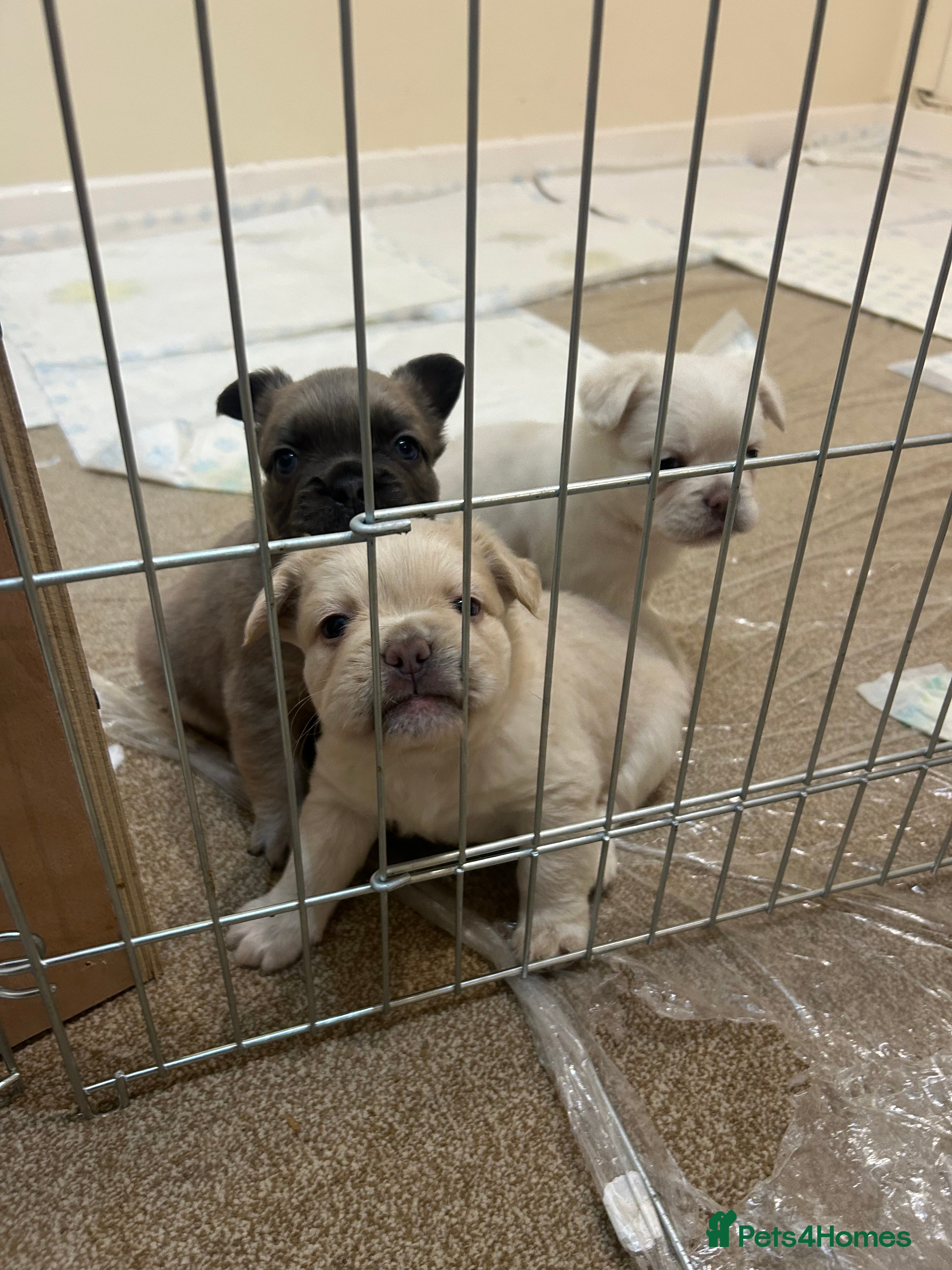 French Bulldog dogs Full Fluffy French Bulldog Puppies –KC Registered  - Advert 3