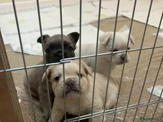 French Bulldog dogs Full Fluffy French Bulldog Puppies –KC Registered - Advert 1