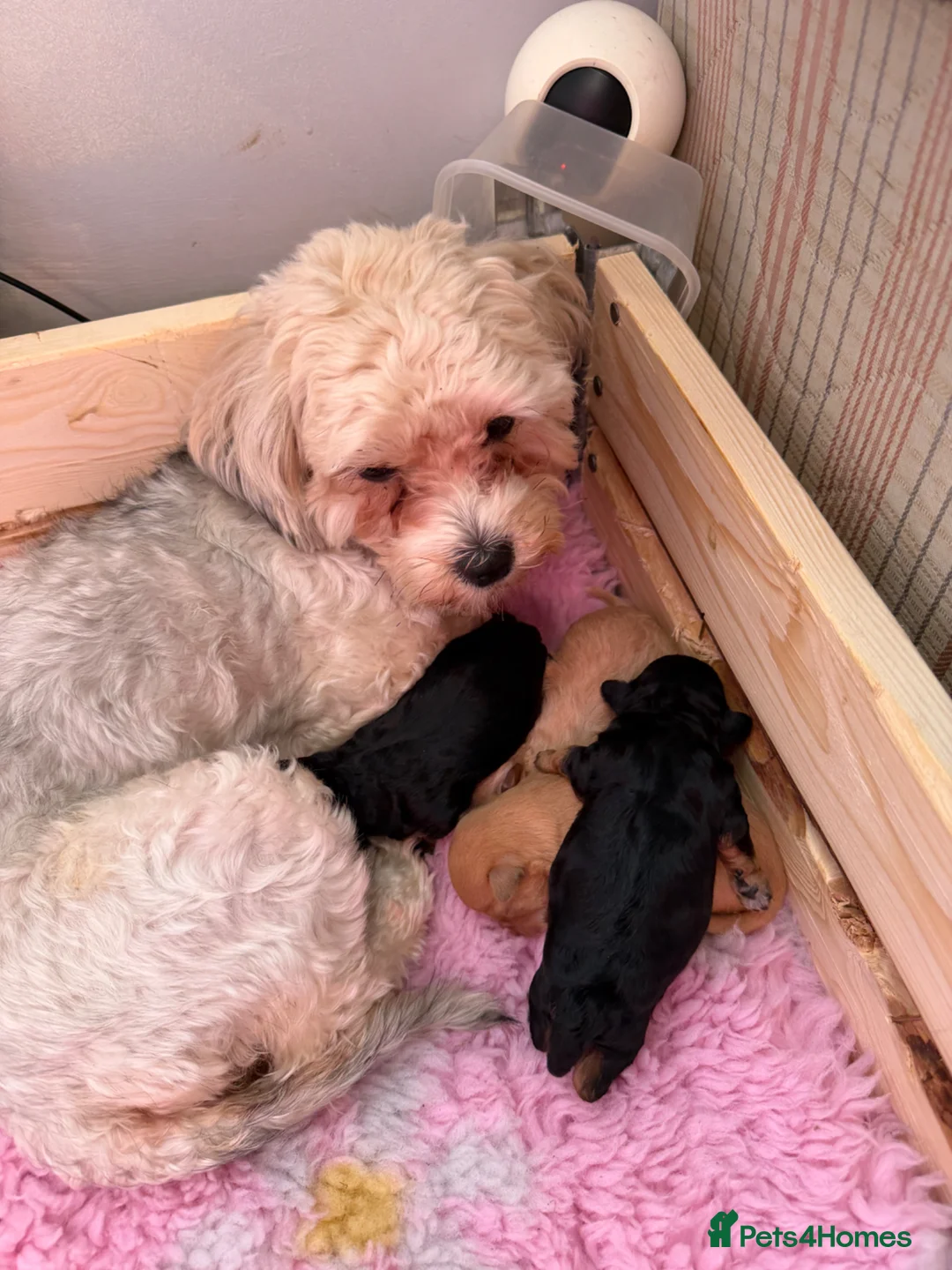 Yorkiepoo dogs for sale: Only one little boy Yorkiepoo left  - Advert 1