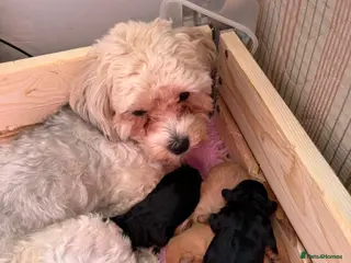 Yorkiepoo dogs Only one little boy Yorkiepoo left - Advert 1