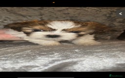 Shih Tzu dogs for sale: Shih tzu puppies - Image 2