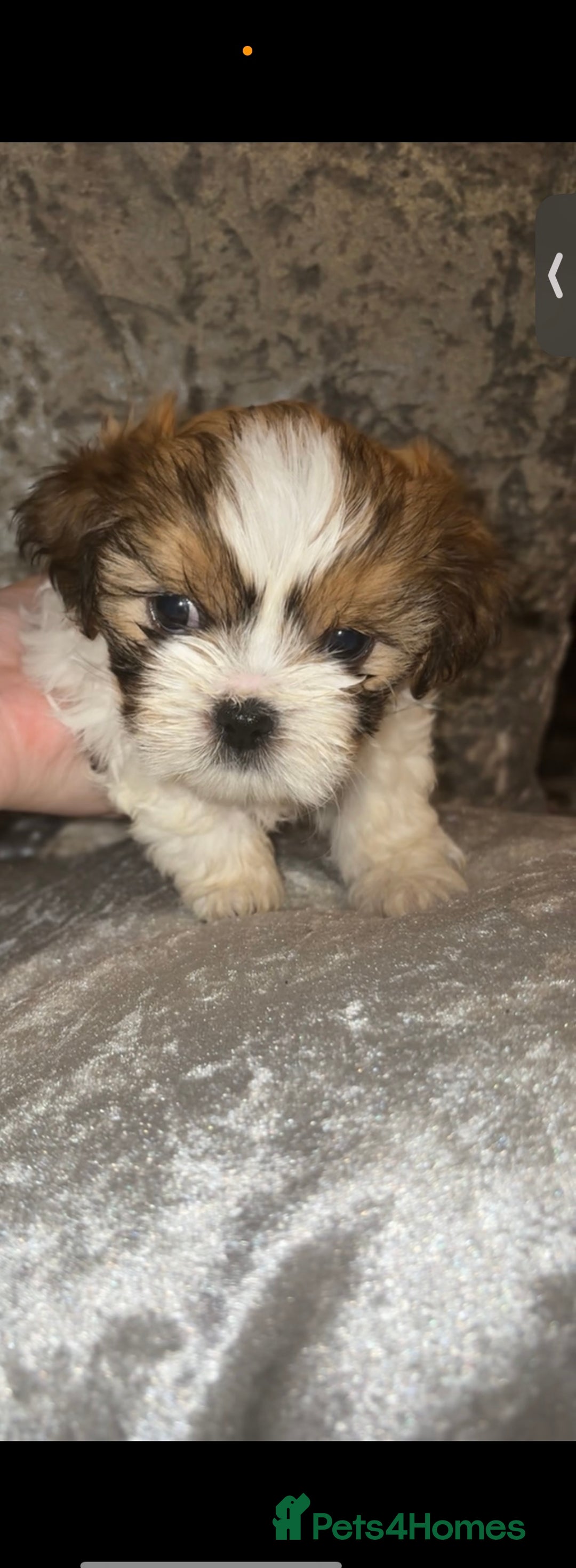 Shih Tzu dogs for sale: Shih tzu puppies - Image 2