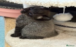 Maine Coon cats for sale: Kittens Half Maincoone  - Image 2