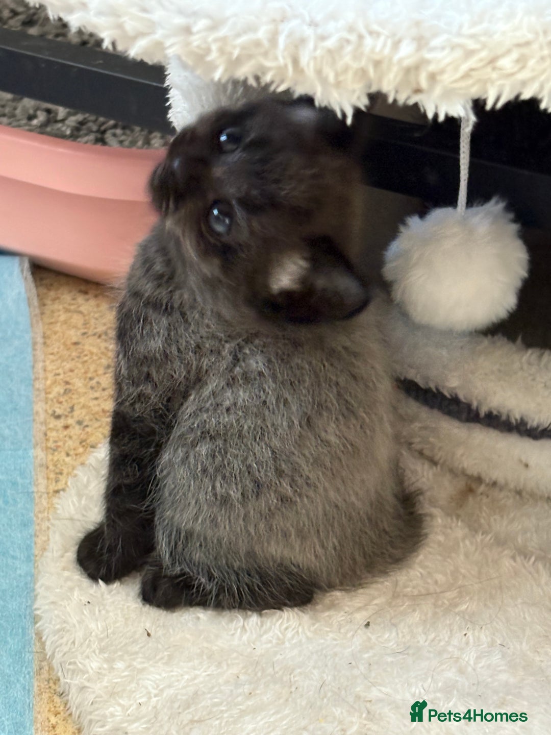 Maine Coon cats for sale: Kittens Half Maincoone  - Image 2