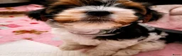 Biewer Terrier dogs for sale: Biewer Yorkshire Terrier Puppies 2 Girls, 2 Boys  - Advert 8