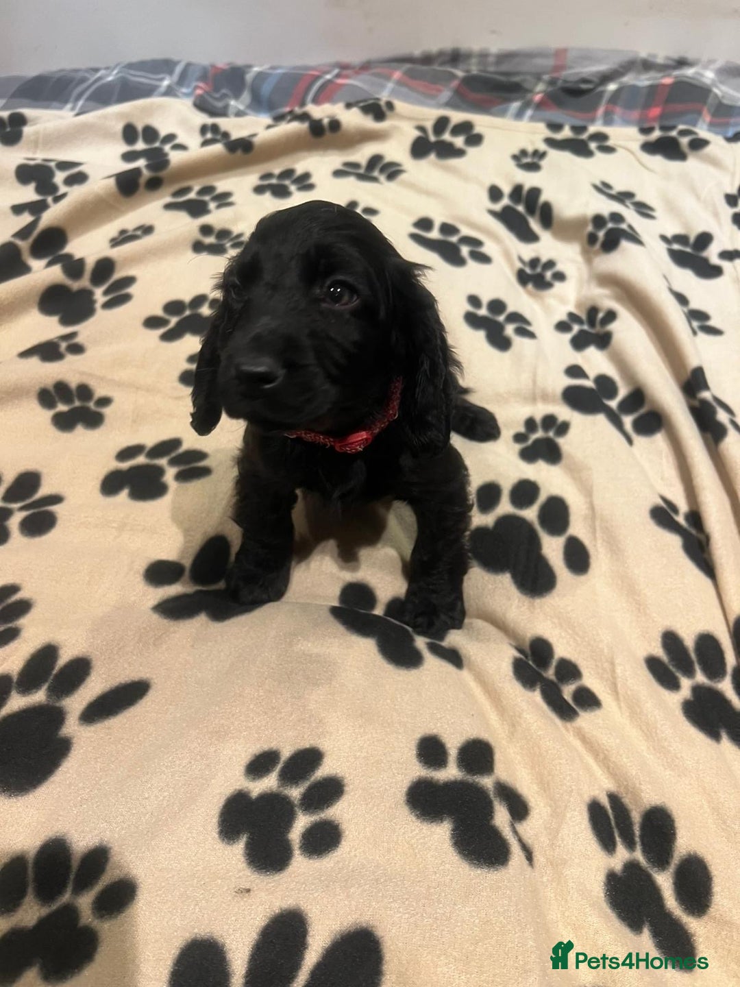 Cockapoo dogs for sale: Cocker spaniel/ cocapoo  - Advert 9