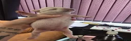 French Bulldog dogs for sale: French bulldog puppies - Advert 8