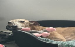 Mixed Breed dogs for sale: Lurcher for rehoming - Image 2